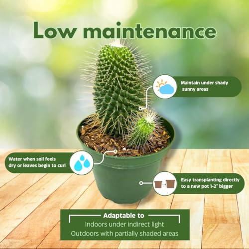 BubbleBlooms Un Pico Mammillaria spinosissima Spiny Pincushion Cactus, Well Rooted Potted Starter