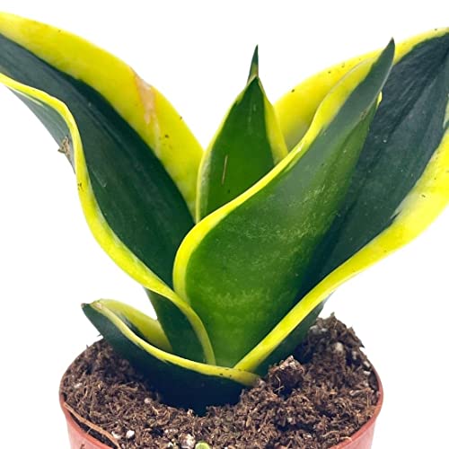 BubbleBlooms Black Gold Snakeplant, in a 2 inch Pot, Green and Yellow Snake Plant, Variegated Sansevieria trifasciata