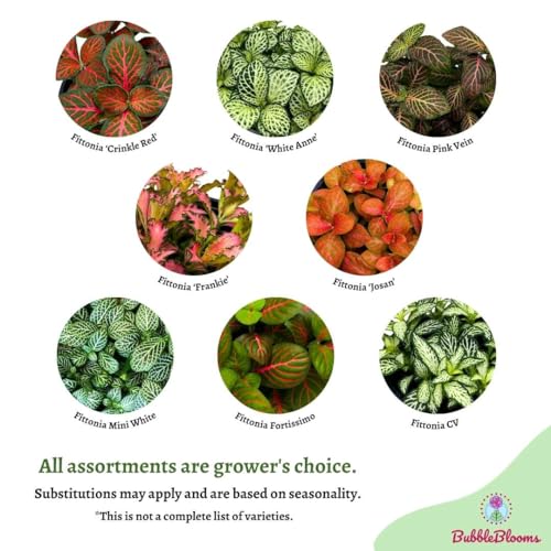BubbleBlooms Fittonia Nerve Plant Assortment, 4 inch Set of 3, Red White and Pink, Mosaic Jewel Creeping Indoor Plant Albivenis