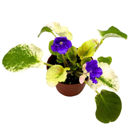 Harmony Foliage African Violet Harmony's Purple Passion Variegated 4 inch Gesneriad