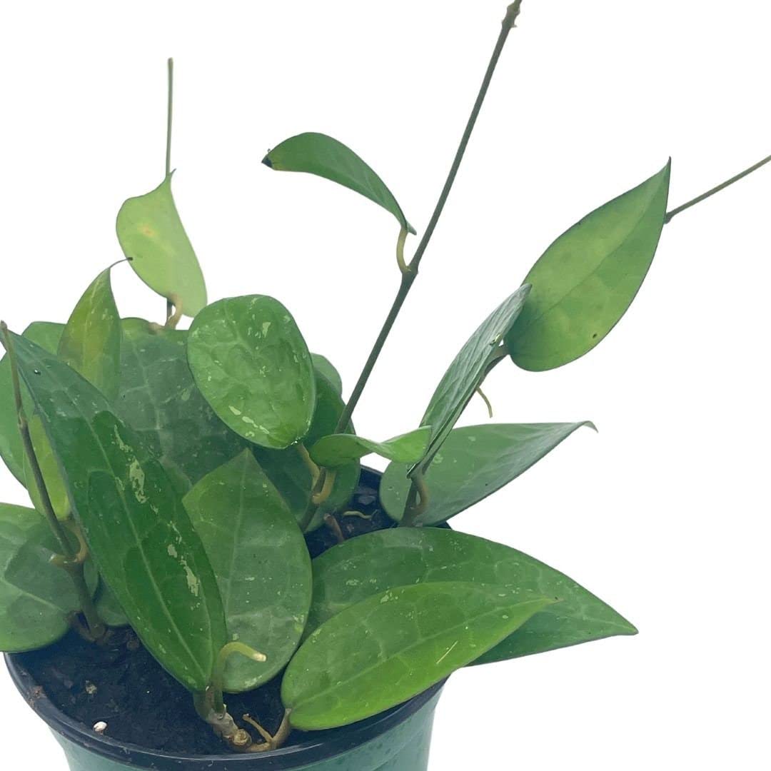 BubbleBlooms Hoya Black Margin, Parasitica, in 4-inch Pot, Rare Limited Collectors Plant