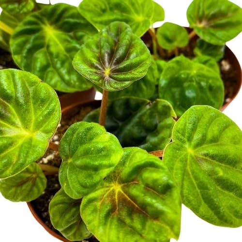 BubbleBlooms Peperomia Green Emerald Ripple, 2 inch Set of 3, Caperata Tiny Mini Pixie Plants