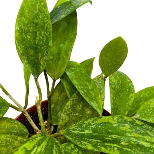 BubbleBlooms Hoya Rangsan, 6 inch Latifolia, Pink Flower Vining Wax Plant