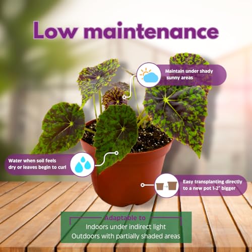 Harmony Foliage Shy Dancer Begonia Rhizomatous 6 inch Green Spotted Rhizo