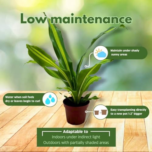 BubbleBlooms Dracaena Fragrans, 4 inch Corn Plant, Inner Variegated, House Plant