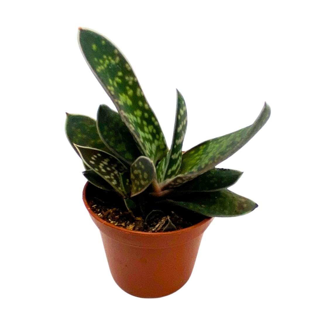 Gasteria pillansii, Green Dragon, Smooth, Very Rare, Limited, in a 2 inch Pot Super Cute