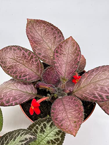 BubbleBlooms Flame Violet Episcia Cupreata Assortment 4 inch pots 3 Different Velvet Plants