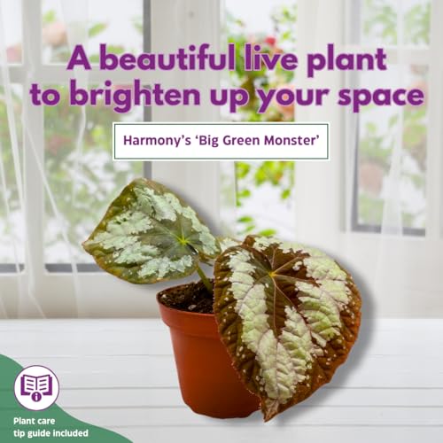 Harmony Foliage Mariana's Monster Begonia Rex 4 inch Big Green Monster Giant Leaf