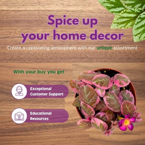 Harmony Foliage Episcia Pink Smoke Rare Variegated Flame Violet Flowering Gesneriad