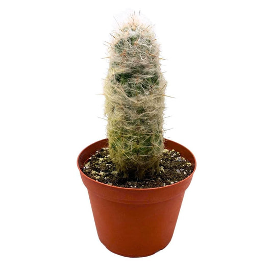 BubbleBlooms Silver Torch Cactus 6 inch