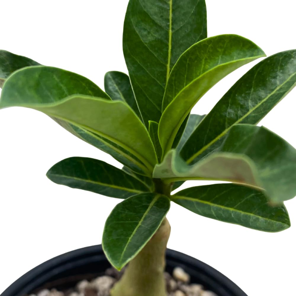 BubbleBlooms Desert Rose Julius Caesar in a 4 inch Pot Extremely Rare Flower