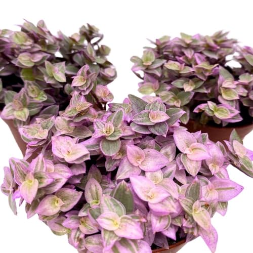 BubbleBlooms Tradescantia Pink Panther 2 inch Set of 3 Callisia repens Rosato Pink Turtle Pink Lady Tiny Mini Pixie Plants