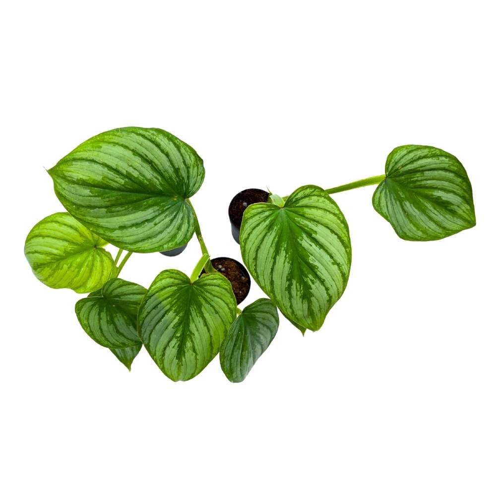 Philodendron mamei Andre 2 inch Set of 3 Silver Cloud Philo Tiny Mini Pixie Plants