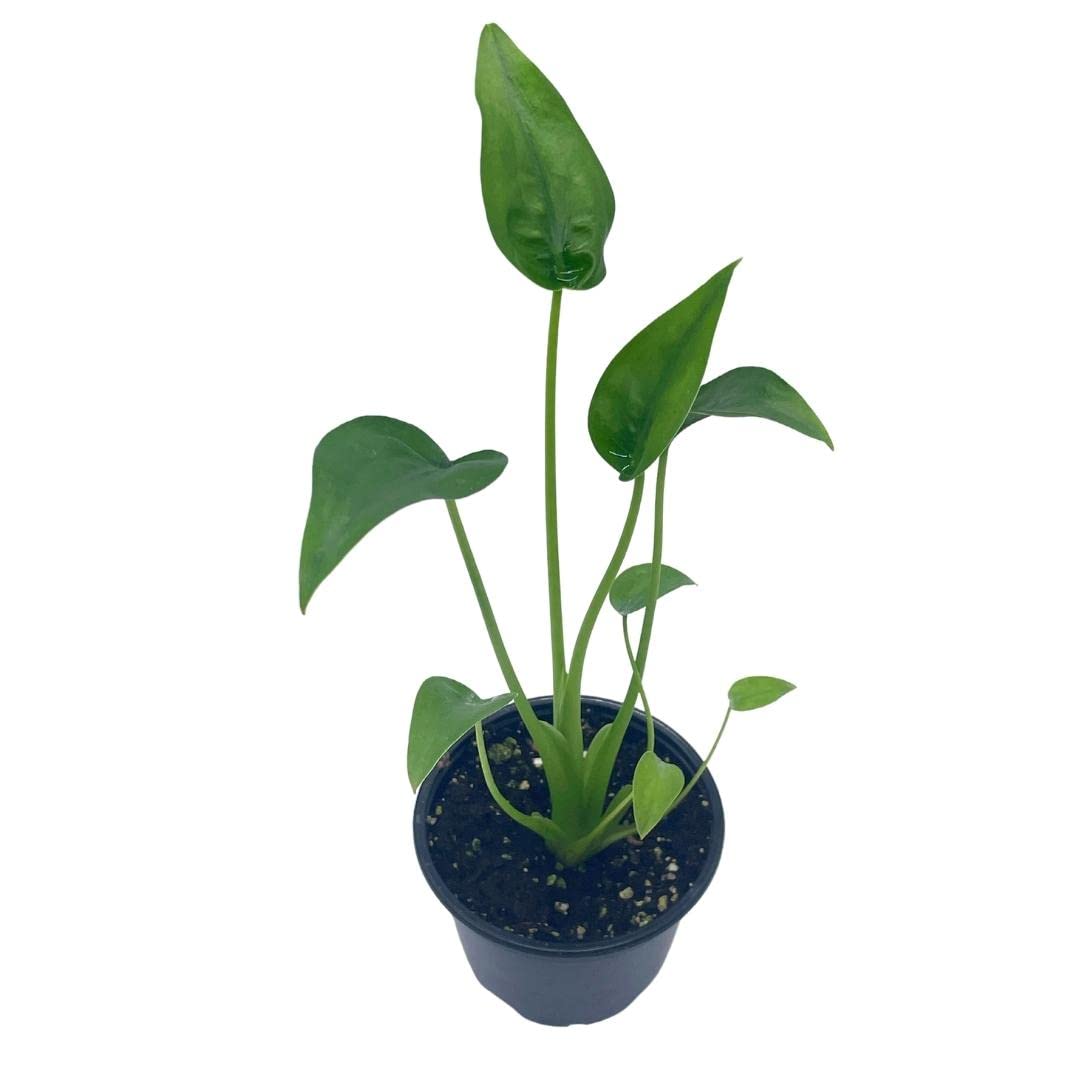 Alocasia 'Tiny Dancer' in a 4 inch Pot,