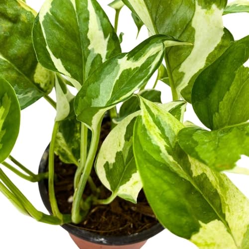 BubbleBlooms Njoy Pothos in a 4 inch Pot Epipremnum aureum pinnatum Variegated House Plant