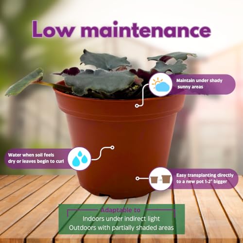 Harmony Foliage African Violet Lemon Whip 4 inch White Ruffle