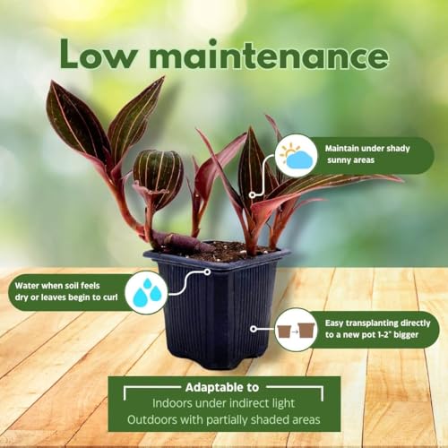 BubbleBlooms Black Jewel Orchid 3 inch