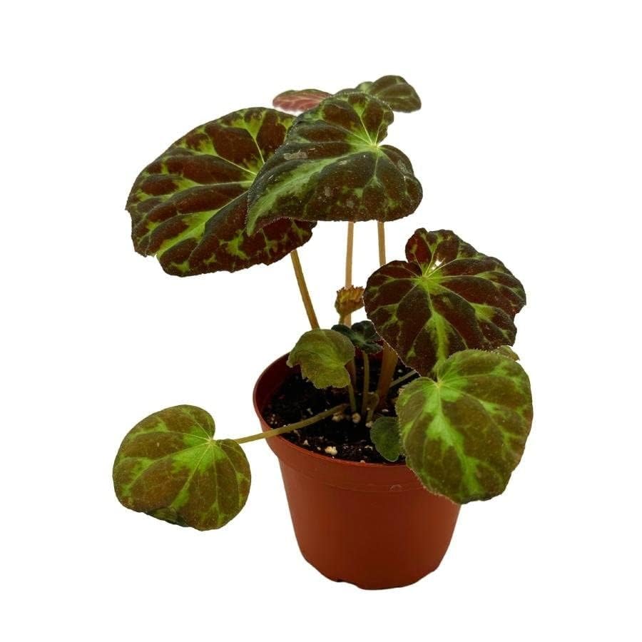 Harmony's Barsaloux's Begonia Barsalouxiae 4 inch, Rare Green Captivating Color Begonia Rex