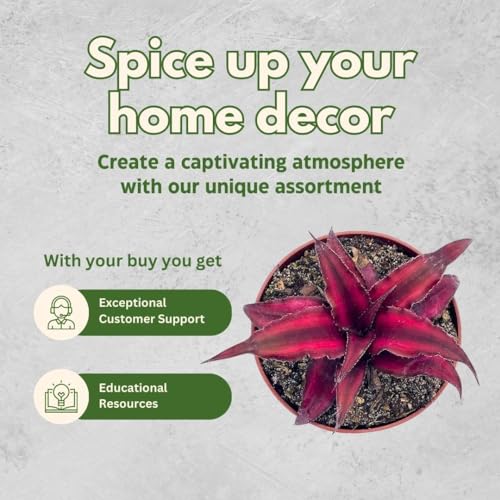 BubbleBlooms Cryptanthus Bivittatus, 2 inch Set of 3, Dark Red Earth Star Tiny Mini Pixie Plants