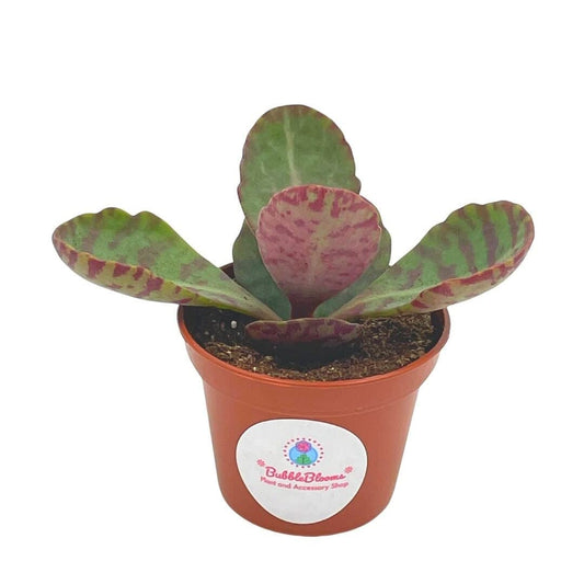 Kalanchoe Humilis, Desert Surprise 2 inch Donkey Ears Plant