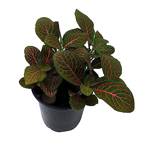 BubbleBlooms Red Nerve Plant, Fittonia Verschaffeltii, Ruby Red Mosaic Plant in a 4 inch Pot
