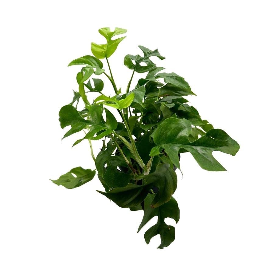 philodendron mini monstera minima BubbleBlooms Monstera Minima in a 6 inch Pot Philodendron Minima, Mini – Florida House Plants