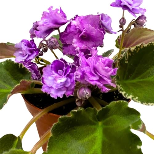 Harmony Foliage African Violet Wrangler's High Sierra 4 inch