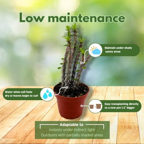 BubbleBlooms Madagascar Ocotillo (Madigascan) African Alluaudia procera, 4 inch White Cactus