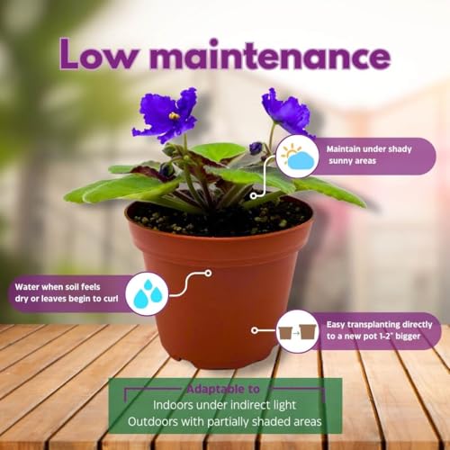 Harmony Foliage African Violet Island Hideaway 4 inch Gesneriad