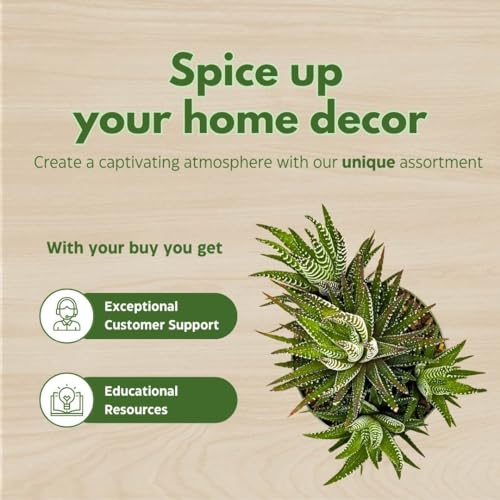 BubbleBlooms Zebra Haworthia, 4 inch Pot Haworthiopsis attenuata