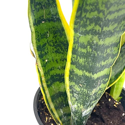 BubbleBlooms Variegated Snake Plant in a 4 inch Pot Classic Dracaena trifasciata Cow's Tongue, Lengua de Vaca
