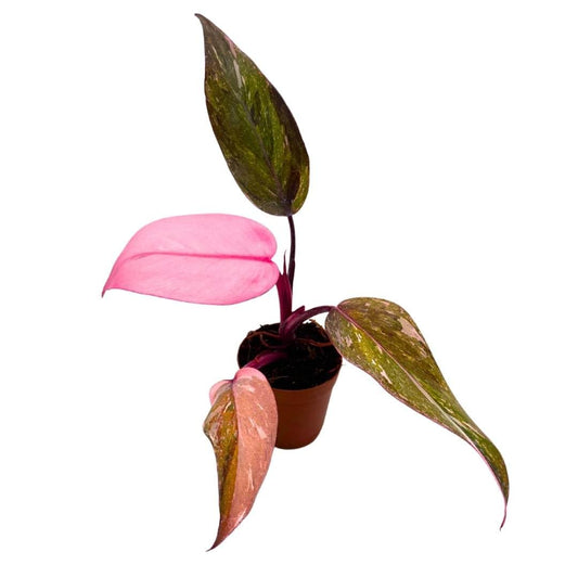 BubbleBlooms Philodendron Pink Naomi 2 inch Pink Princess