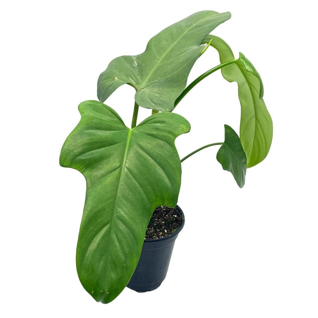 Horse Head Philo, Philodendron Bipennifolium, 4 inch Pot