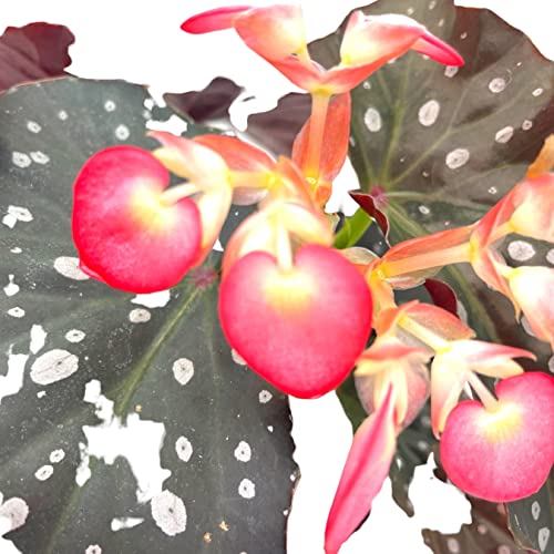 BubbleBlooms Harmony's Hybrid Angel Wings Polka dot Begonia Rex, 6 inch, Premium Series, Silver Tip White Polkadots Grower's Choice