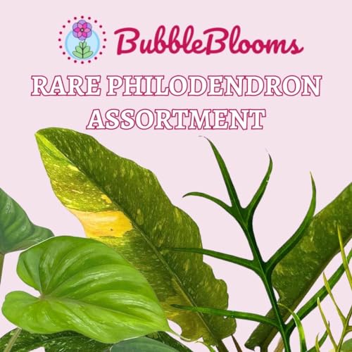 BubbleBlooms Rare Philodendron Assortment, 2 inch Set of 3, Very Rare Philo Set Growers Choice, tortum, Snowdrift, billietiae, White Princess