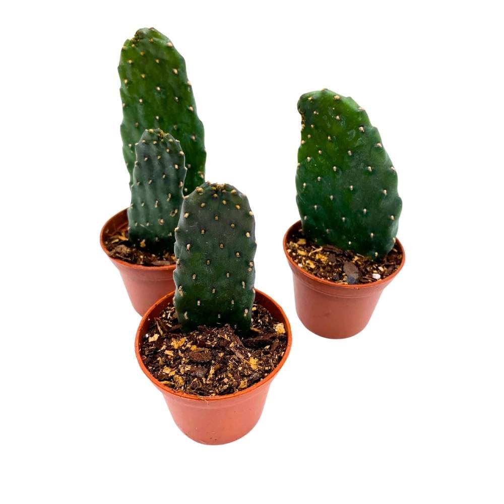 Sour Pricklypear, 2 inch Set of 3, Consolea rubescens, Opuntia Road Kill Cactus, Tiny Mini Pixie Plants