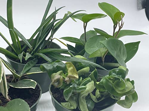 BubbleBlooms Hoya Assortment Set, 5 Different Hoyas in 4 inch pots Grower's Choice