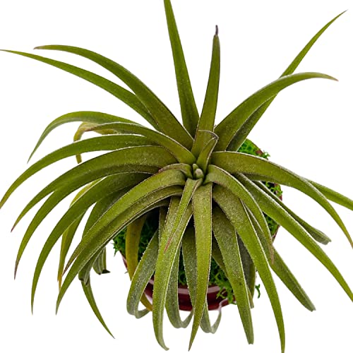 BubbleBlooms Magnet Tillandsia Airplant Rooted in a 1 inch Teacup Pot with Mini Saucer, Magnet, and Green Moss