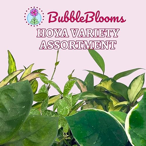 BubbleBlooms Hoya Variety Assortment Plant Set, Premium Set, Variegated Wayetii, Curtisii, Macrophylla, Linearis and More in 2 inch pots