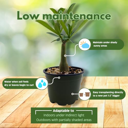 BubbleBlooms Desert Rose Apple in a 4 inch Pot Extremely Rare Flower