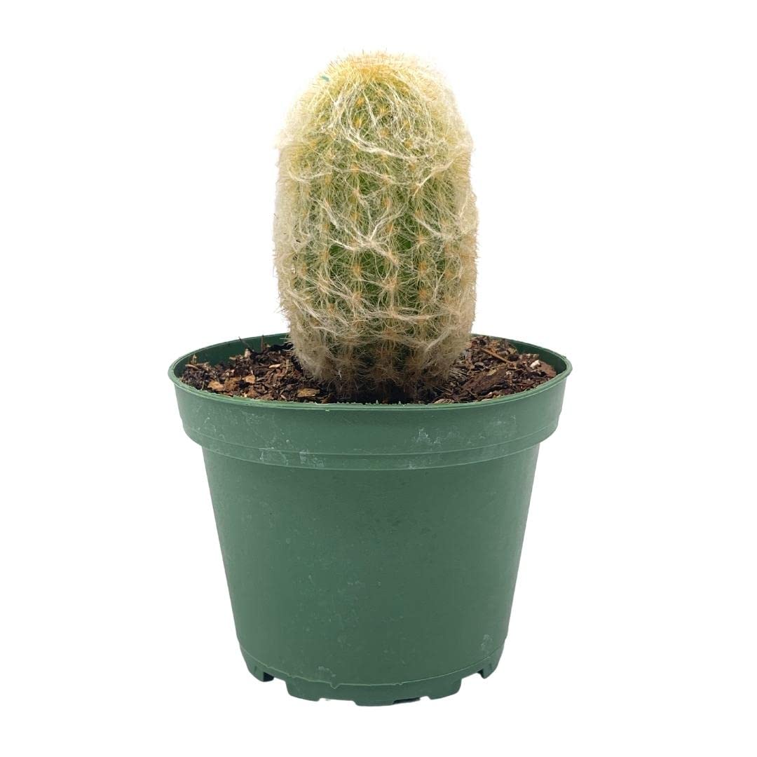 BubbleBlooms Silver Torch Cactus in a 4 inch Pot Cleistocactus strausii Snow Pole Wooly