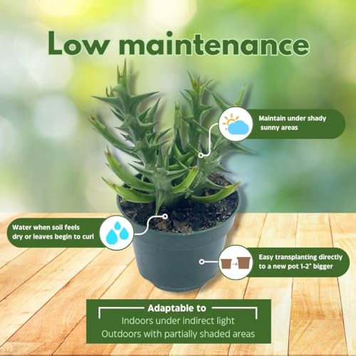 BubbleBlooms Huernia Stapelia Assortment 3 Different stapelias in 4 inch pots Grower's Choice May Include Lifesaver, Red Dragon, Black Bells