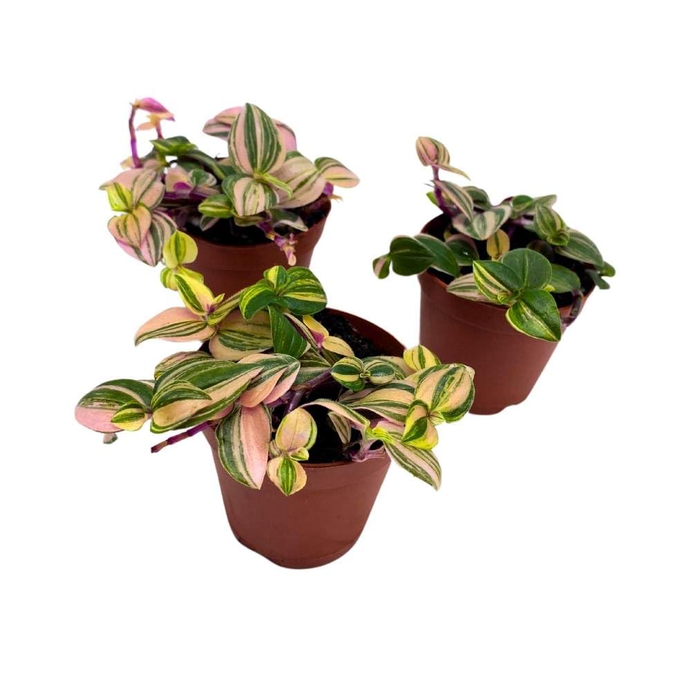 Tradescantia Mundula Lisa Tricolor Quadricolor Wandering Dude, 2 inch Set of 3, Tiny Mini Pixie Plant