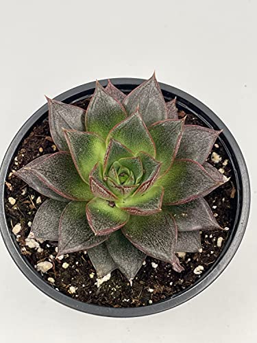 Echeveria purpusorum, Urbinia Purpusii, Dudleya Purpusii, Rare Succulent, Variegated Plant, Dark Black Echeveria, Rosette Shape, Natural