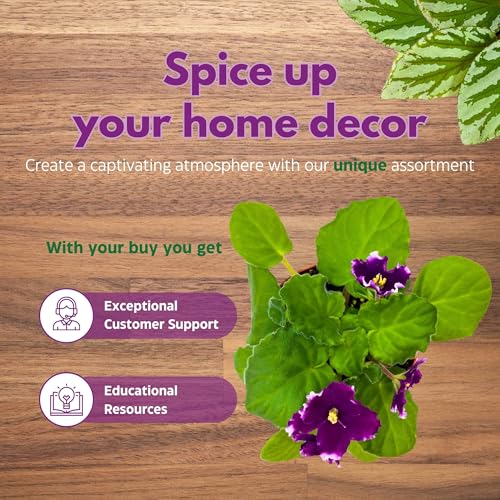 Harmony Foliage KZ Butterfly Effect African Violet 4 inch