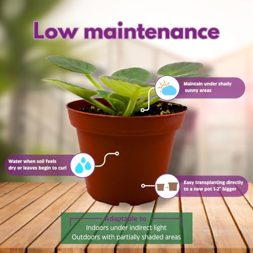 Harmony Foliage African Violet VaT Light in The Night 4 inch Blue Flower White Edge