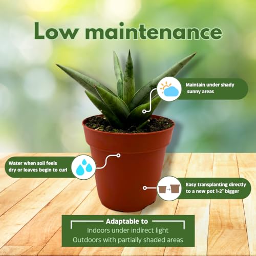BubbleBlooms Sansevieria Silver Crown 4 inch Rare Snake Plant
