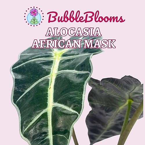 BubbleBlooms Alocasia African mask, 4 inch amazonica Polly