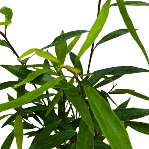 BubbleBlooms Narrow Leaf Fig in a 4 inch Pot