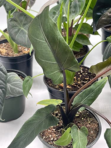 BubbleBlooms Alocasia Assortment Set, 4 inch pots, 10 Different Alocasias Frydek, Black Velvet, Maharani, Regal Shield, Bambino, Tiny Dancer, Serendiptiy